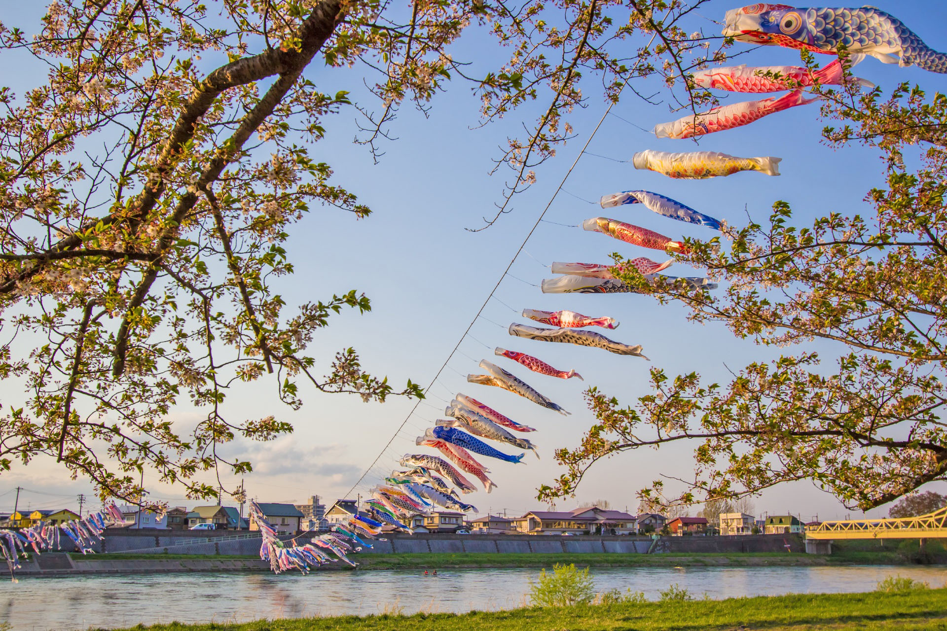 KitakamiIwateTohoku-Japan-Carp-streamers-over-Kitakami-River-and-cherry-blossoms-at-Tenshochi-Park-during-sunset